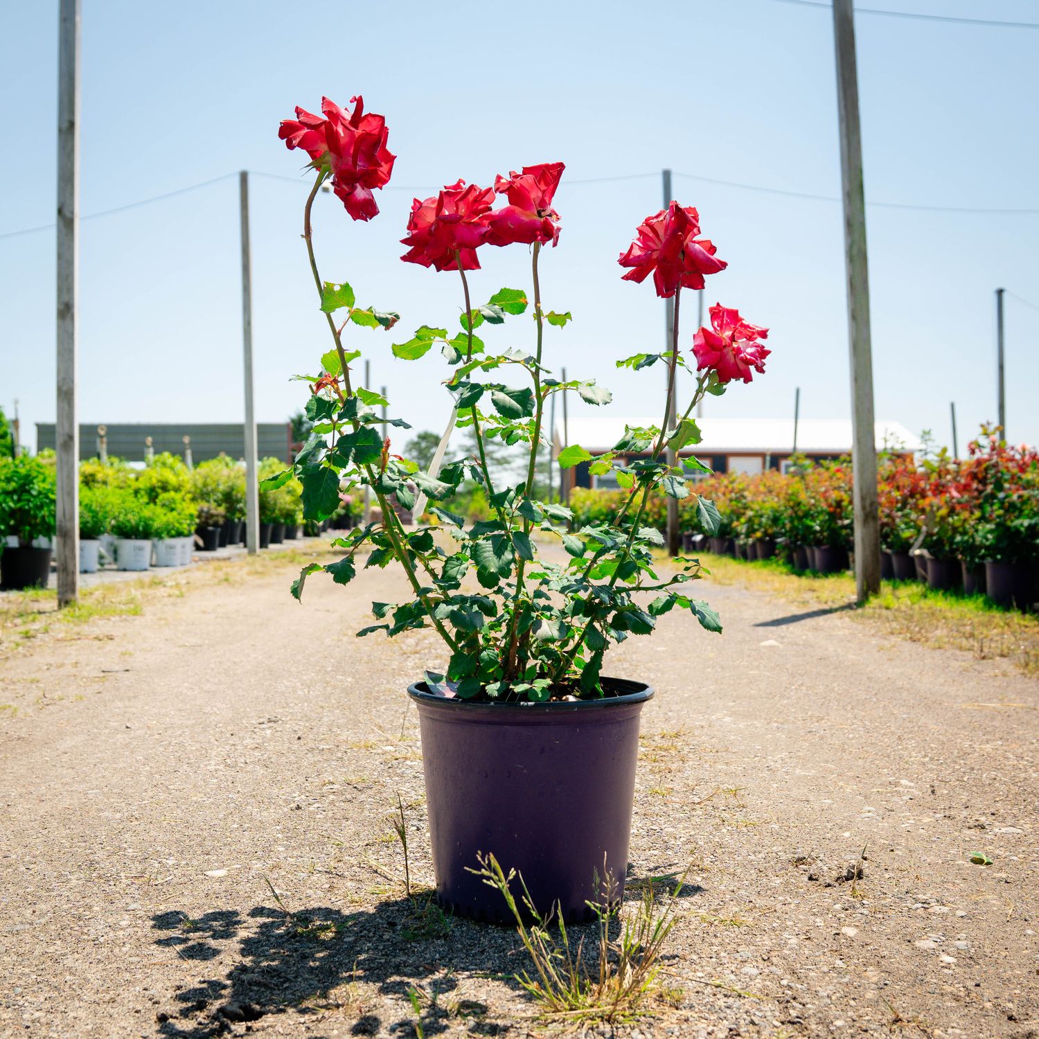 ROSE, MON CHERI, #3