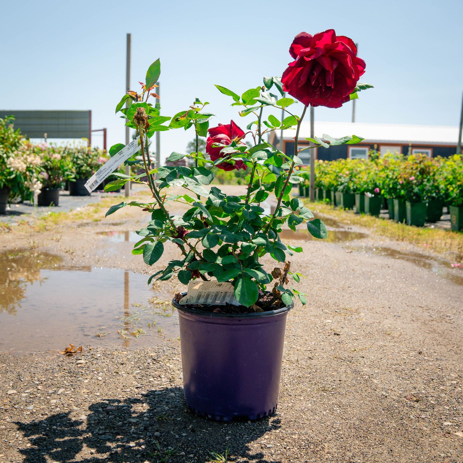ROSE, OKLAHOMA, #3