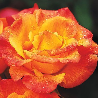 ROSE, RIO SAMBA