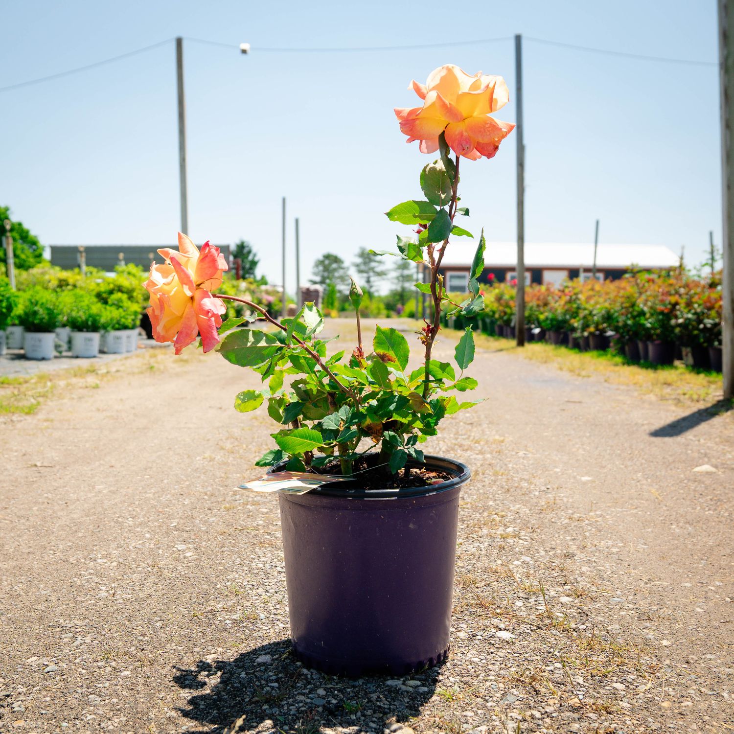 ROSE, RIO SAMBA