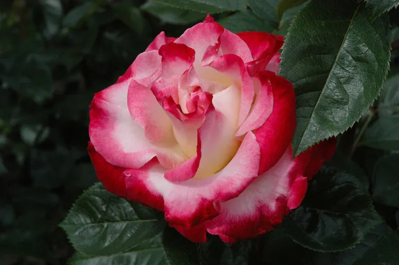 ROSE, DICK CLARK, #3