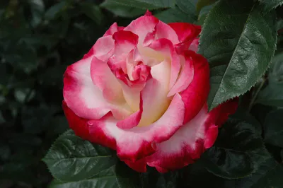 ROSE, DICK CLARK, #3