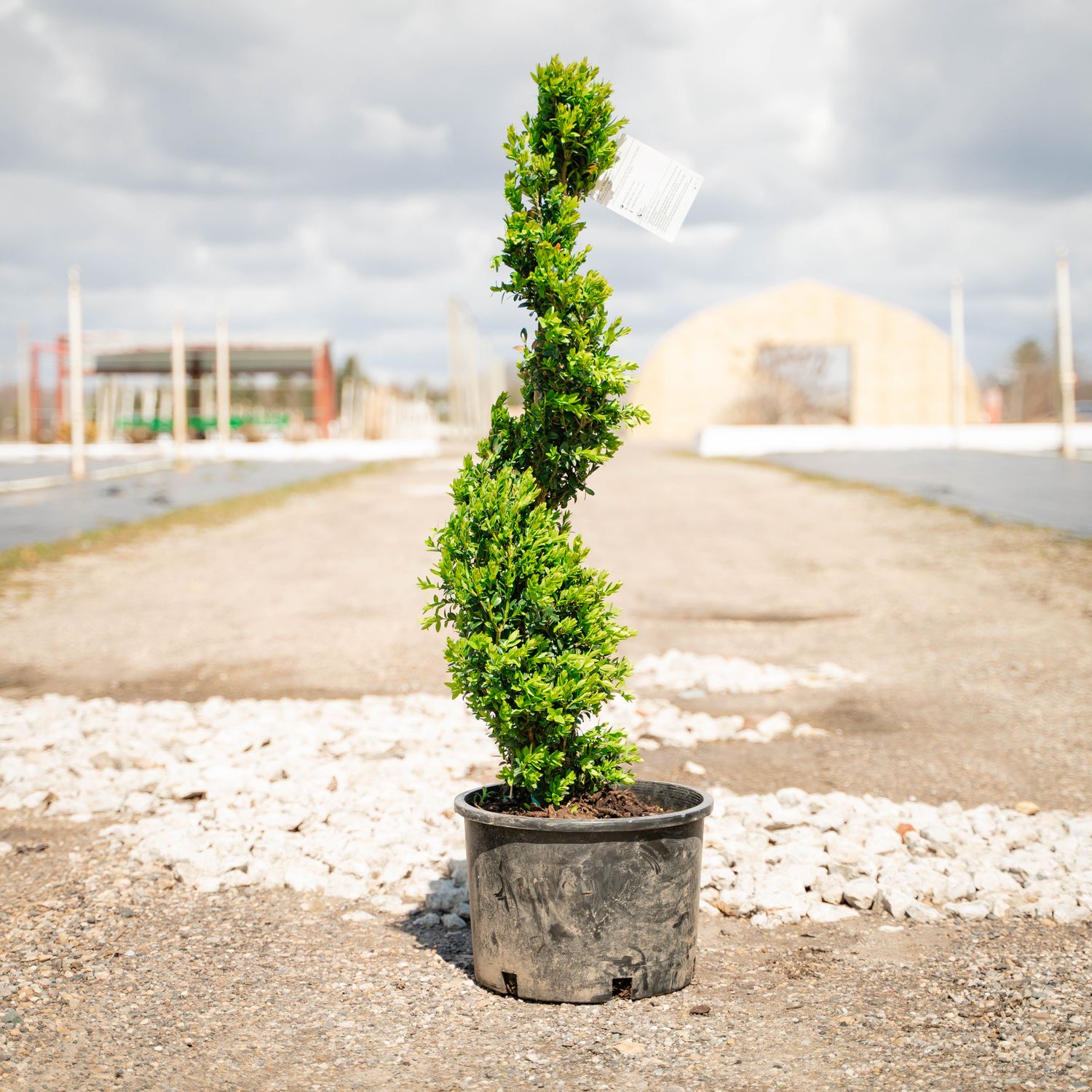 BOXWOOD, GRN. MTN., #6, SPIRAL