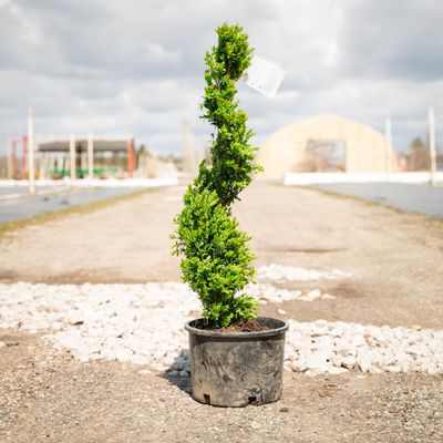 BOXWOOD, GRN. MTN., #6, SPIRAL