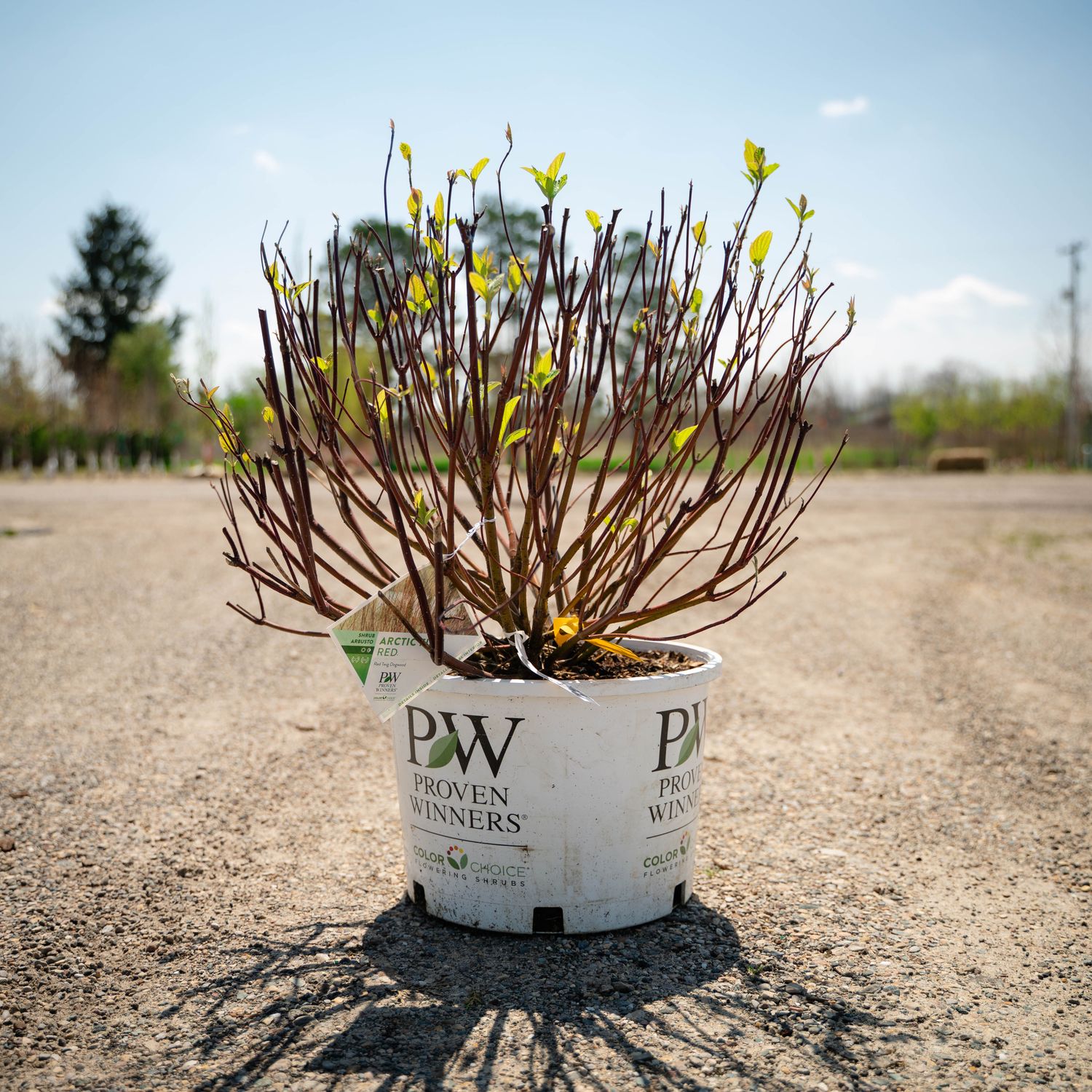 DOGWOOD, ARCTIC FIRE, #6