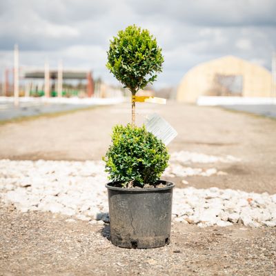 BOXWOOD, GREEN MTN., #3, 2 BALL TIER