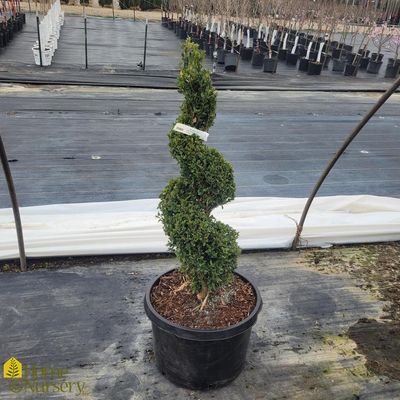 BOXWOOD, GRN. MTN, #3 - SPIRAL