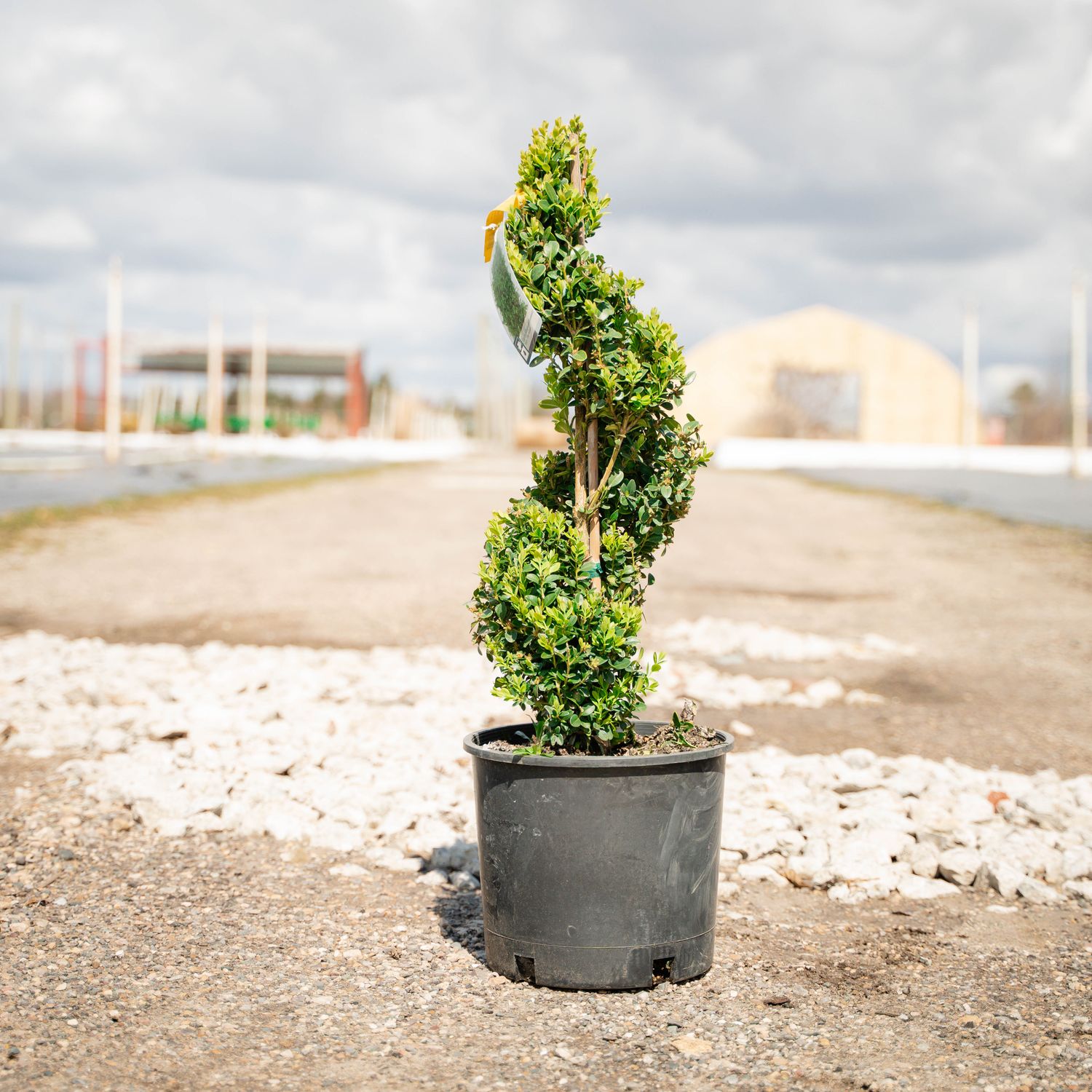 BOXWOOD, GRN. MTN, #3 - SPIRAL