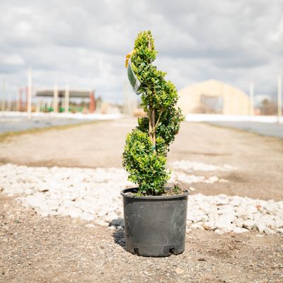 BOXWOOD, GRN. MTN, #3 - SPIRAL