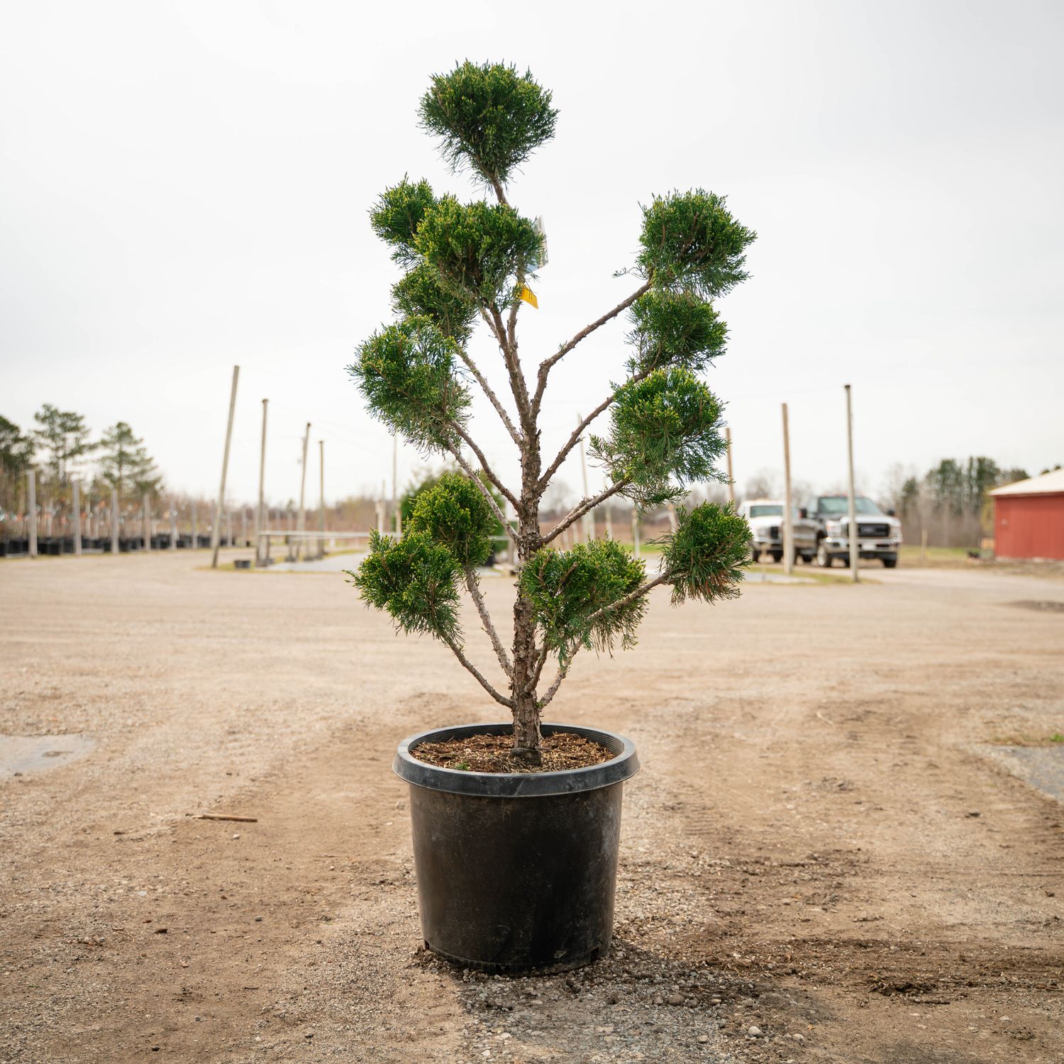 JUNIPER, SEA GREEN, POM-POM, #15