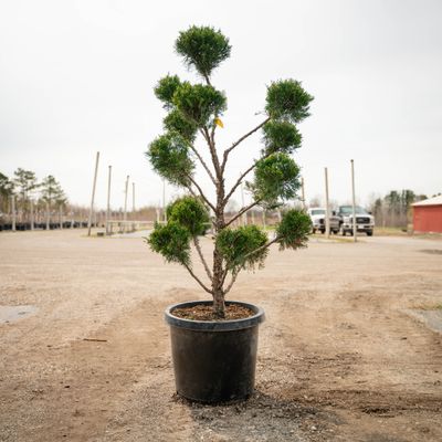 JUNIPER, SEA GREEN, POM-POM, #15