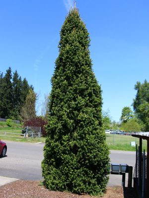 NORWAY SPRUCE, CUPRESSINA, 3-4'BB