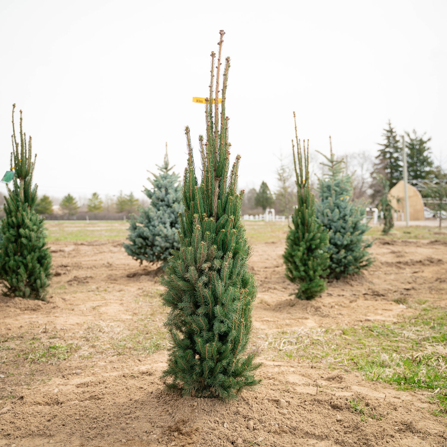 NORWAY SPRUCE, CUPRESSINA, 3-4'BB