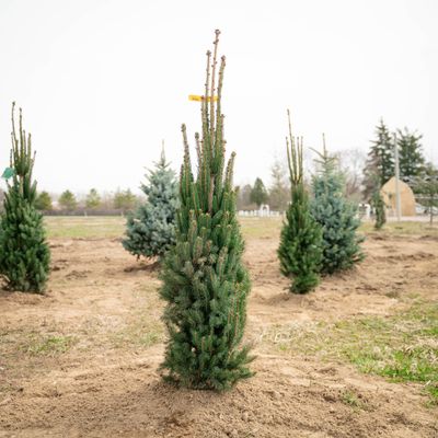 NORWAY SPRUCE, CUPRESSINA, 3-4'BB
