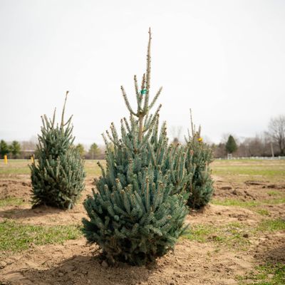 SPRUCE, WHISKEY BLUE HILLS, 3-4 BB