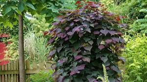 REDBUD, RUBY FALLS, #7