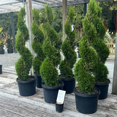 ARBORVITAE, EMERALD GREEN, SPIRAL, #15