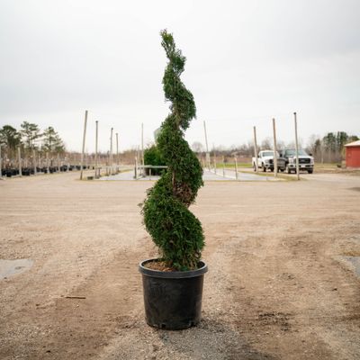ARBORVITAE, EMERALD GREEN, SPIRAL, #15