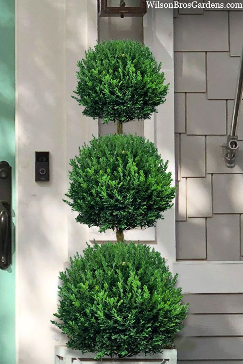 ARBORVITAE, EMERALD GREEN, TIER, #6