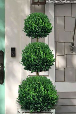 ARBORVITAE, EMERALD GREEN, TIER, #6