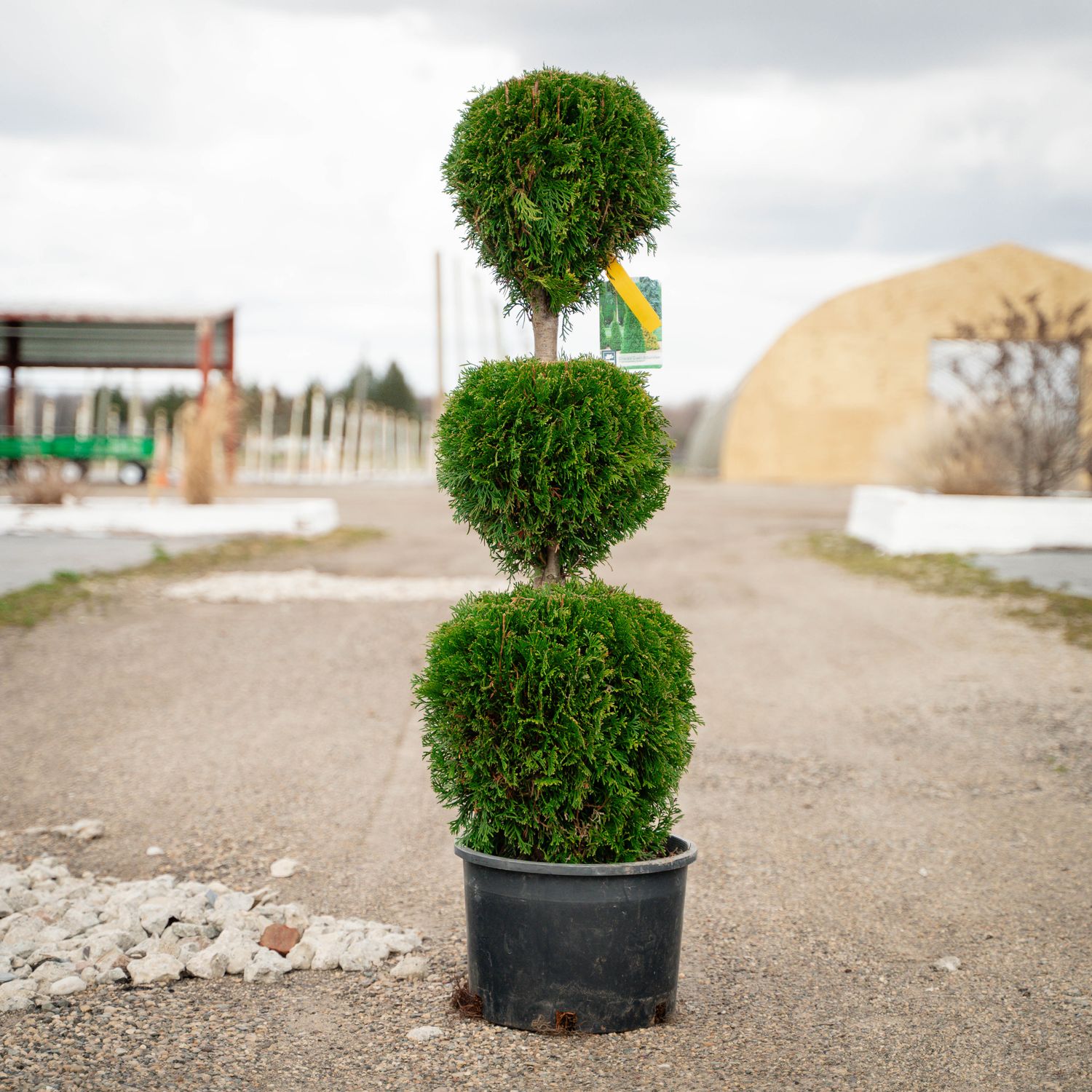 ARBORVITAE, EMERALD GREEN, TIER, #6