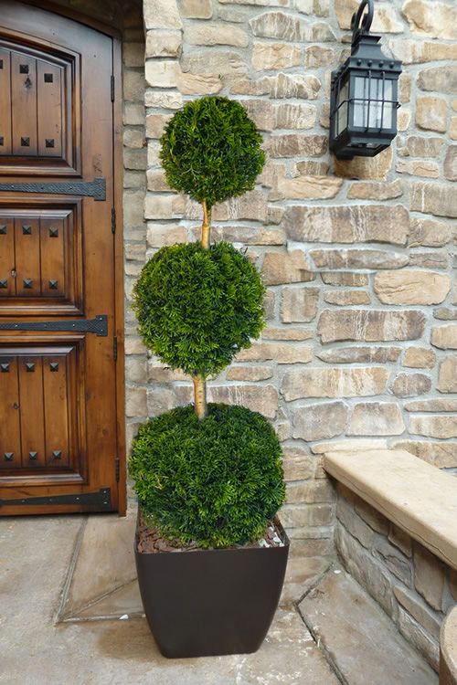 ARBORVITAE, EMERALD GREEN, #15, TIER