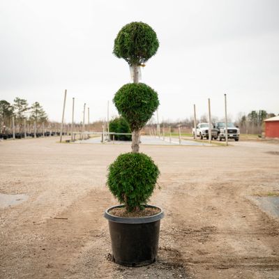 ARBORVITAE, EMERALD GREEN, #15, TIER