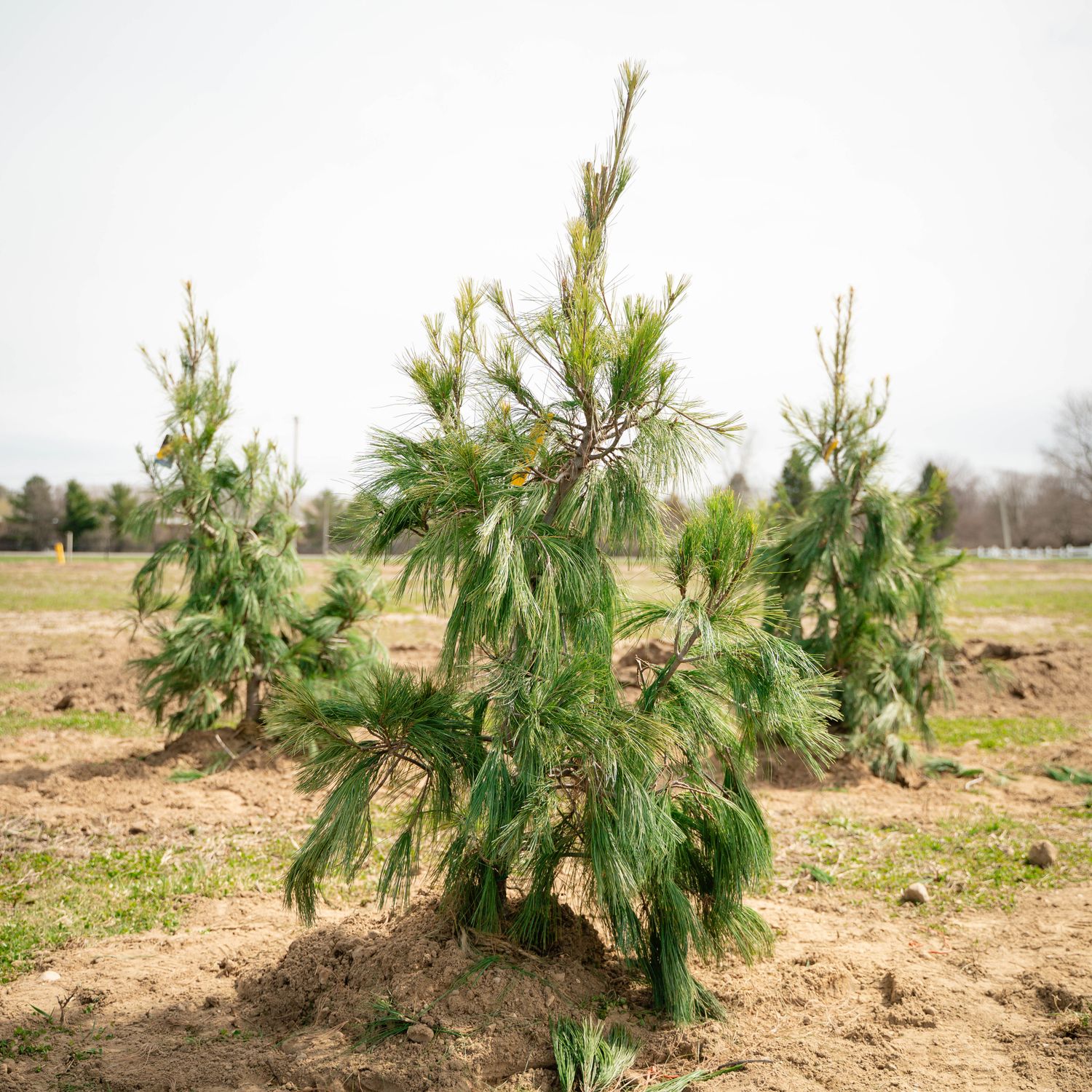 PINE, WHITE, PENDULA, 3-4'BB