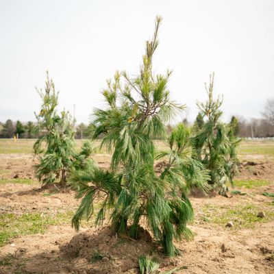 PINE, WHITE, PENDULA, 3-4'BB