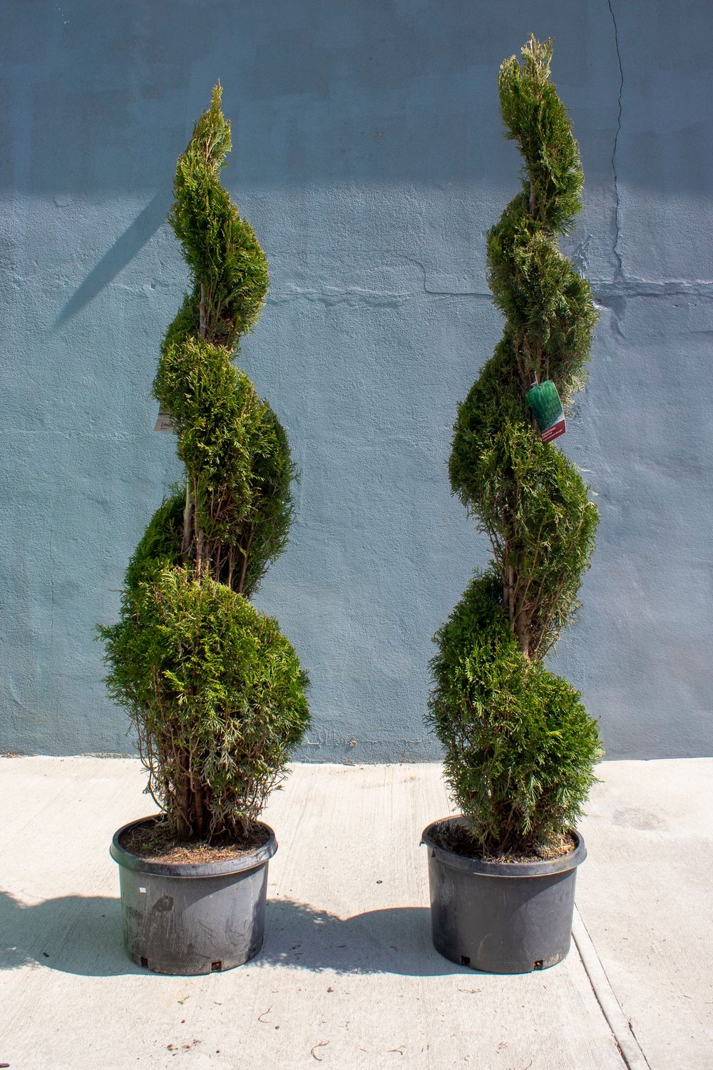 ARBORVITAE, EMERALD GREEN, #6, SPIRAL