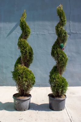 ARBORVITAE, EMERALD GREEN, #6, SPIRAL