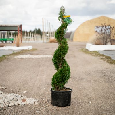 ARBORVITAE, EMERALD GREEN, #6, SPIRAL