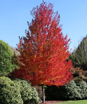 RED MAPLE, REDPOINTE, 2.5"BB