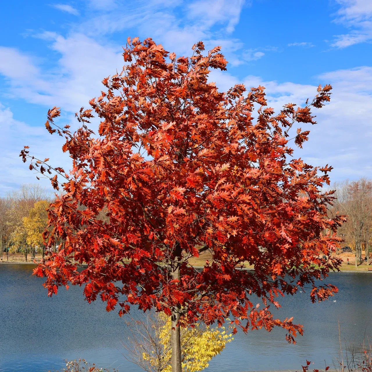 OAK, RED,  2.0" BB