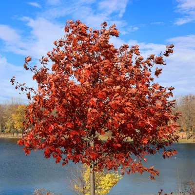 OAK, RED,  2.0" BB