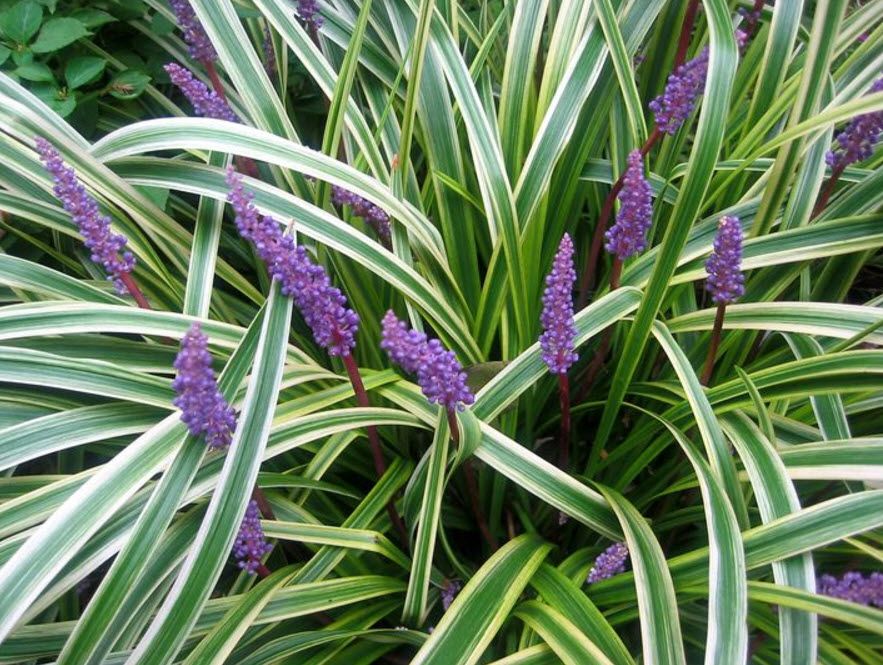 LILYTURF, SILVERY SUNPROOF,