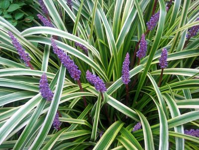 LILYTURF, SILVERY SUNPROOF,