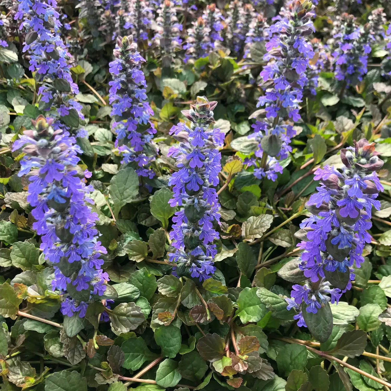 AJUGA, BRONZE BEAUTY, 38 CELL FLAT