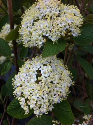 VIBURNUM L., MOHICAN, #3