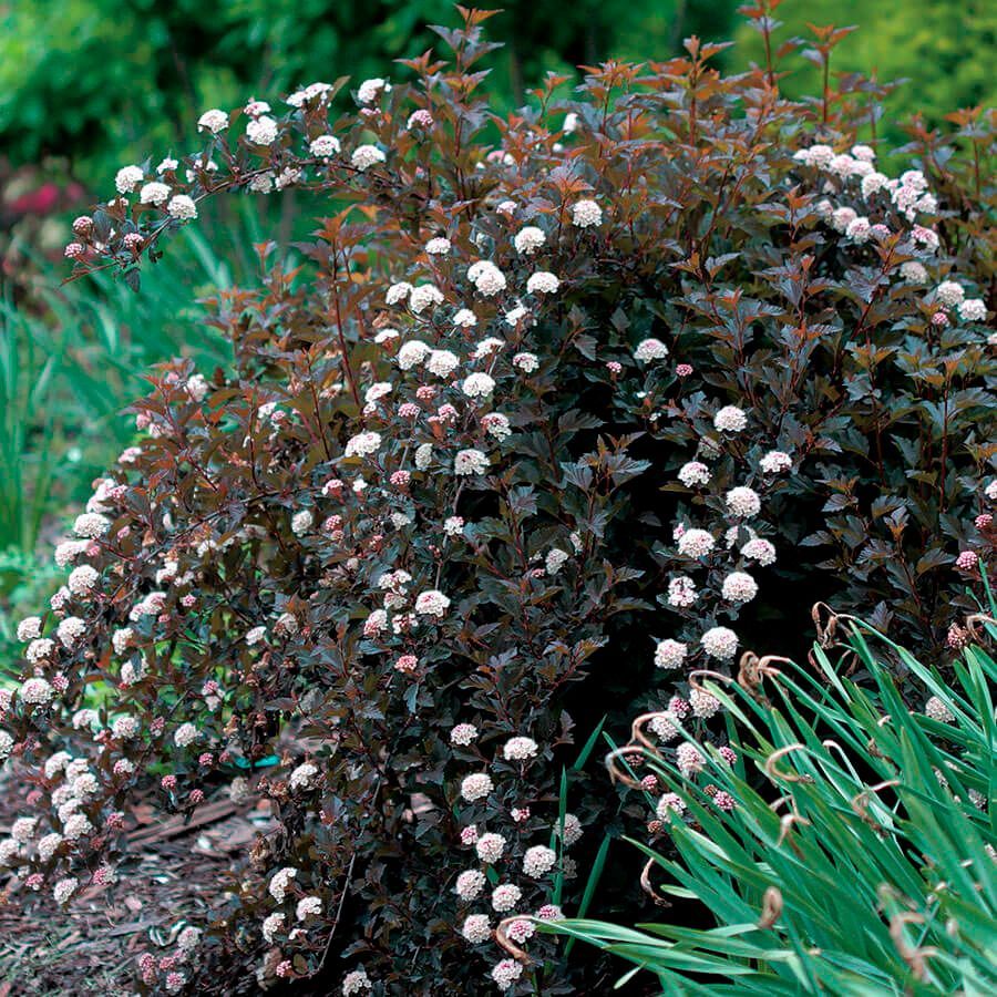 NINEBARK, SUMMER WINE, #6