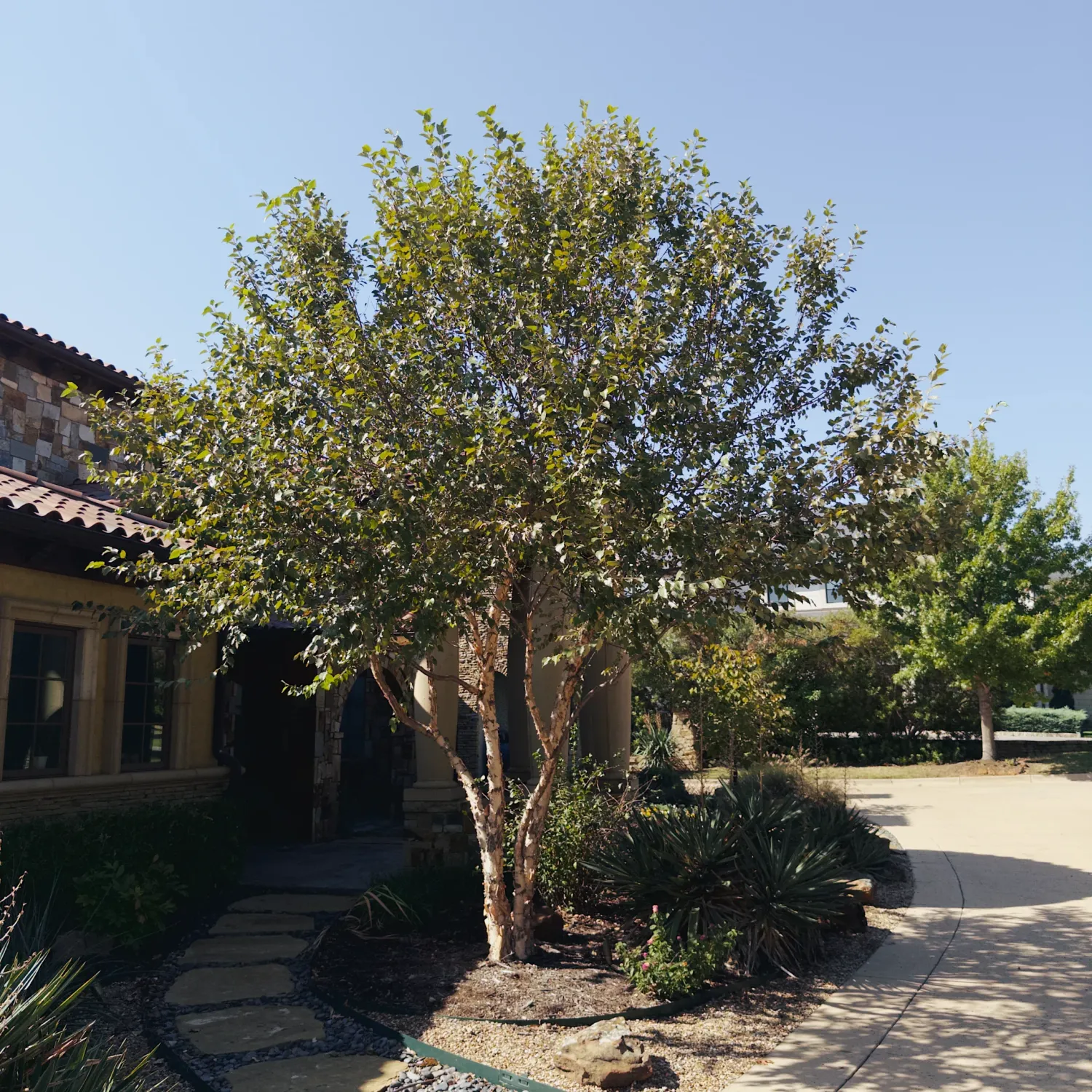 BIRCH, HERITAGE RIVER, 10' BB CLUMP