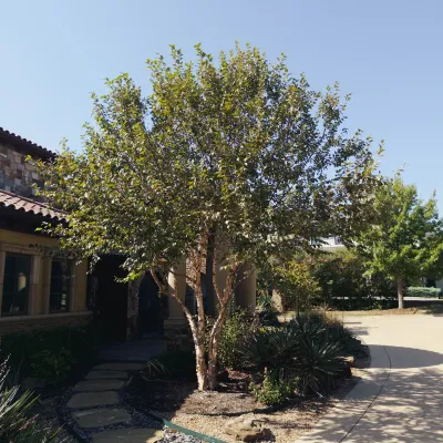 BIRCH, HERITAGE RIVER, 10' BB CLUMP