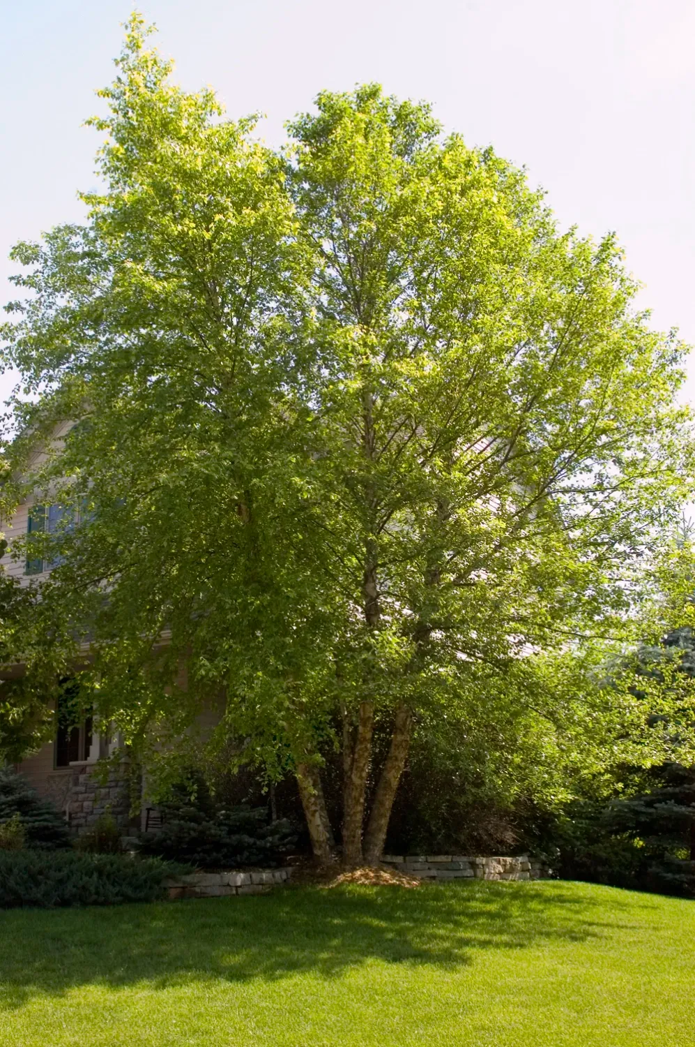 BIRCH, HERITAGE RIVER, 8' BB CLUMP
