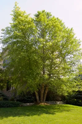 BIRCH, HERITAGE RIVER, 8-10' BB CLUMP