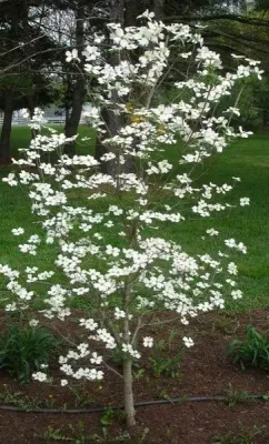 DOGWOOD, APP. SNOW, 2.5' BB