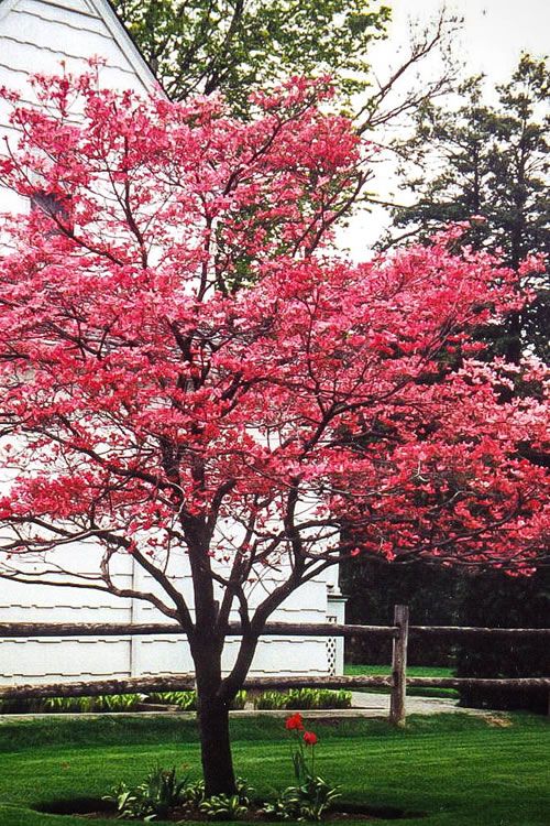 DOGWOOD, FLORIDA, CHER. CHF, 2" BB
