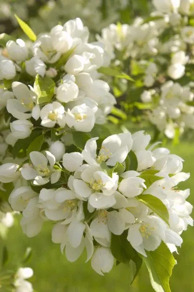 CRABAPPLE, SPRING SNOW, 2" BB