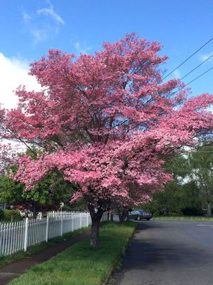 DOGWOOD, STELLAR PINK,  2.0 - 2.5" BB