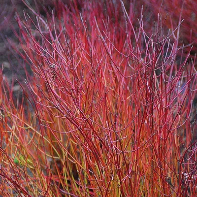 DOGWOOD, KELSEY RED-TWIG, #3