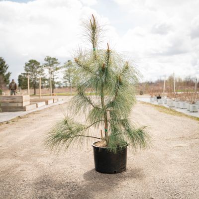 PINE, HIMALAYAN, ZEBRINA, #6AB